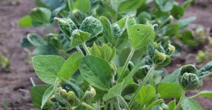 Closeup of soybeans with dicamba drift damage