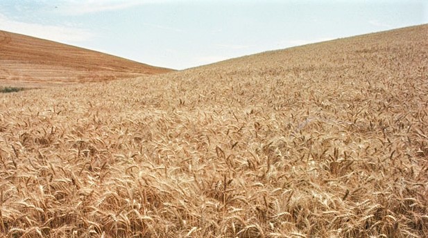 WFP-ARS-wa-wheat.jpg