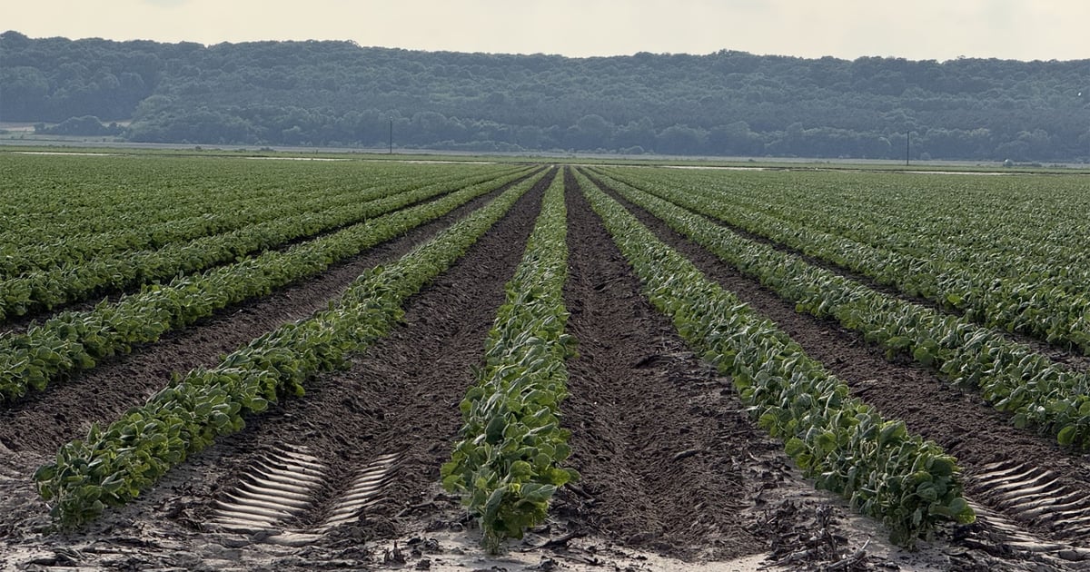 Arkansas growers hoping for more “bright spots” as season progresses