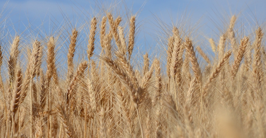 ripening wheat heads