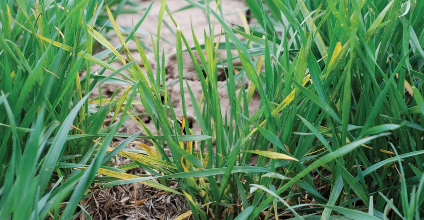 Yellowing leaves are one of the first signs of infection with Wheat Streak Mosaic Virus