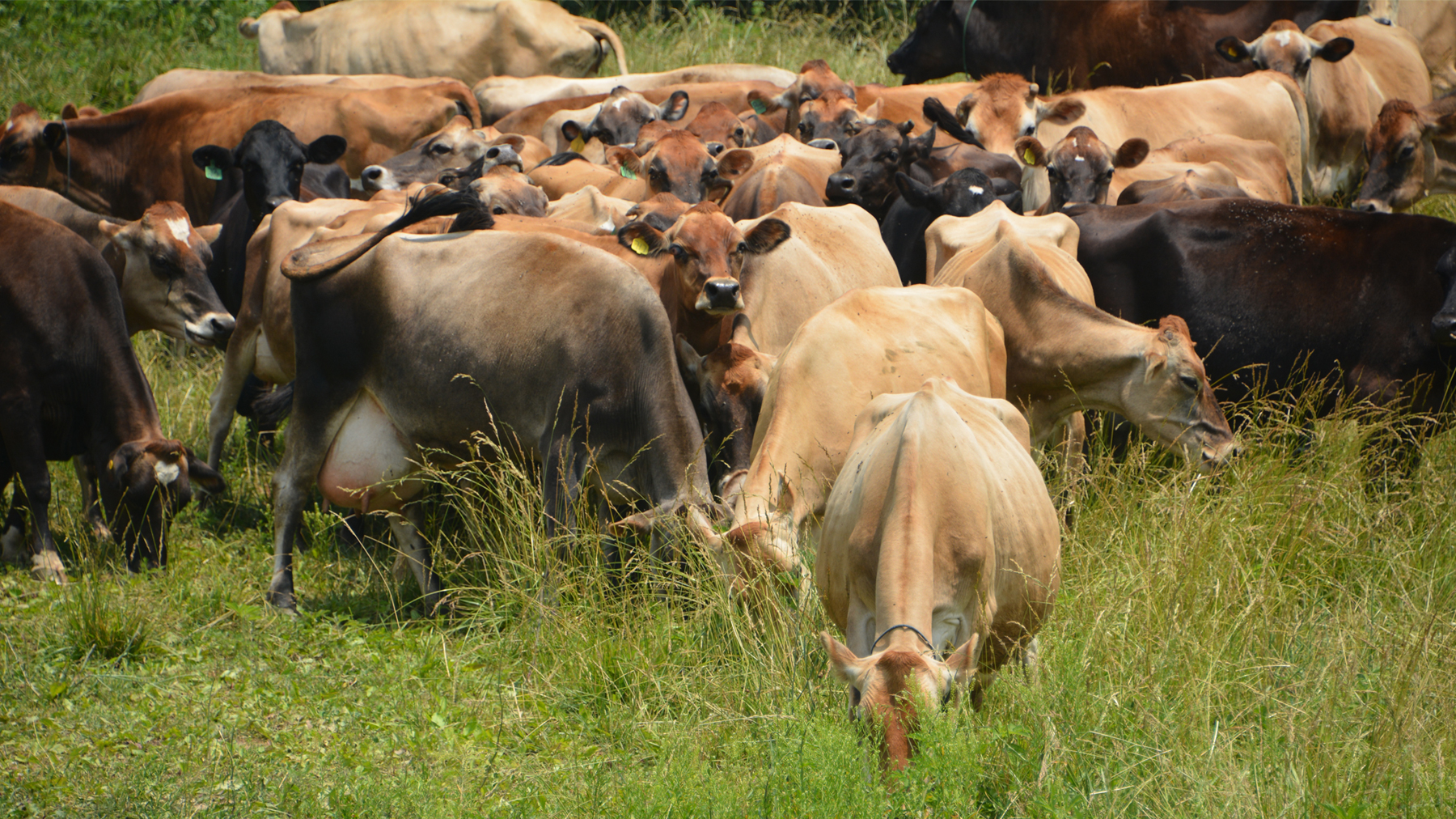 Brix test may not be best for pasture management