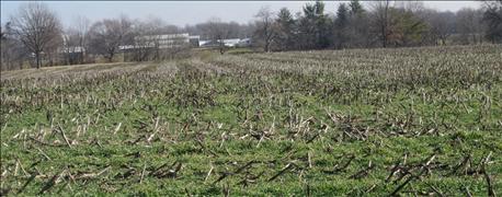 theres_still_time_seed_cover_crop_after_corn_harvest_1_636108384723662200.jpg