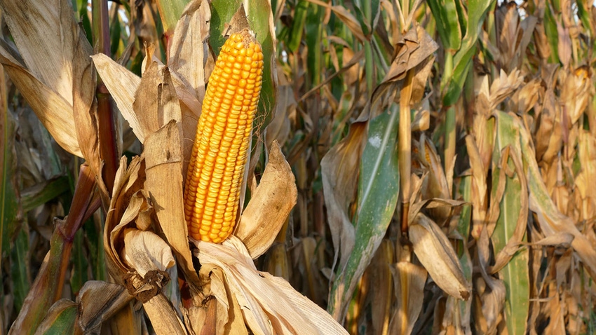 Ear of corn in the field before harvest