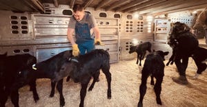 Farmers getting calves ready to be transported