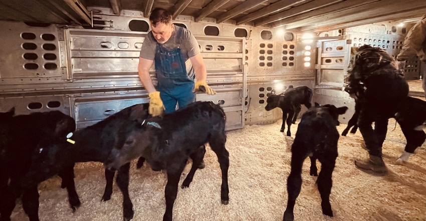 Farmers getting calves ready to be transported