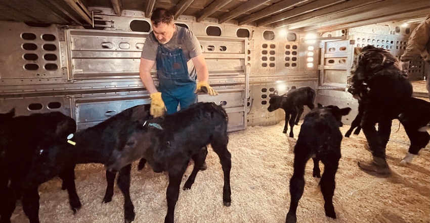 Farmers getting calves ready to be transported Farmers getting calves ready to be transported
