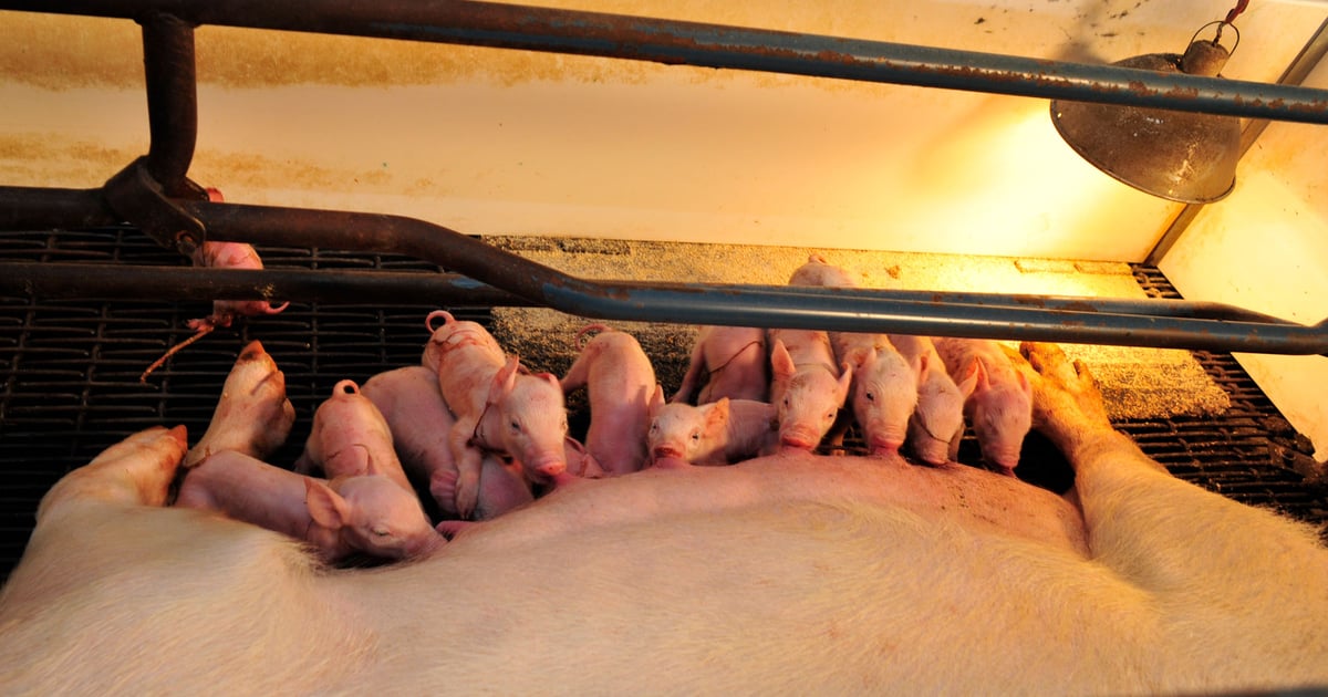 U.S. hog inventory up slightly; weaned pigs per litter still strong