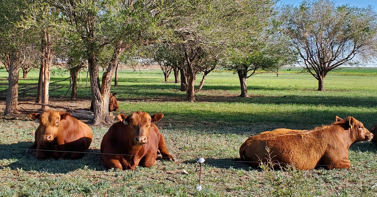 Keep your cattle cool this summer