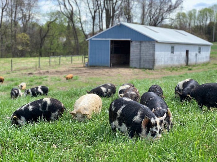 Kunekune pigs feed on grass