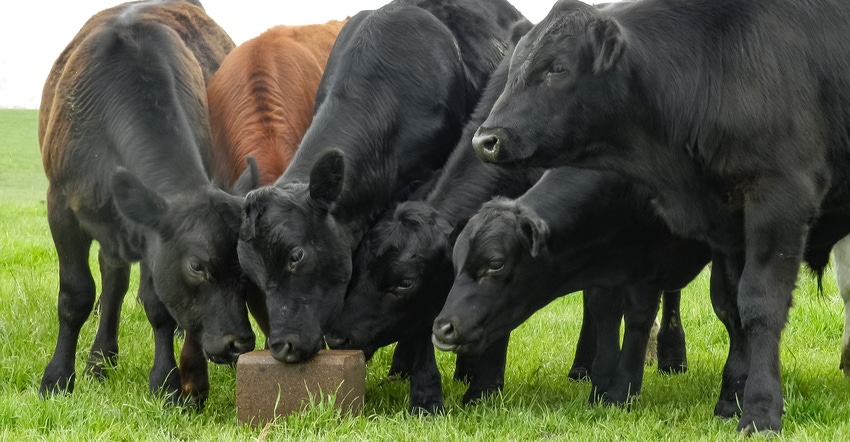 group of Angus steers lick a pressed block supplement