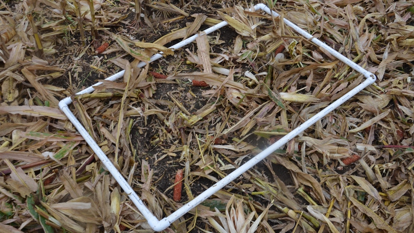  A rectangle made of white PVC pipe on the ground of a harvested cornfield