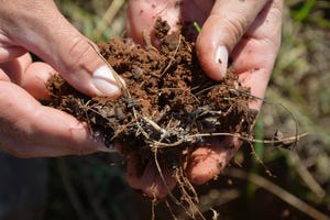 Sandy soil and organic material