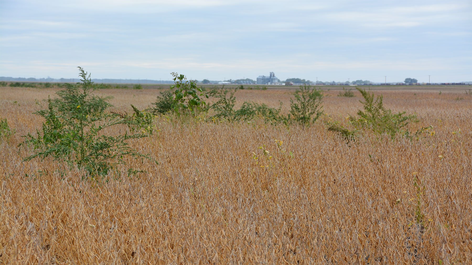Weed Watch: Scout fields now - Vimarsana News