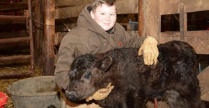 boy with newborn black calf