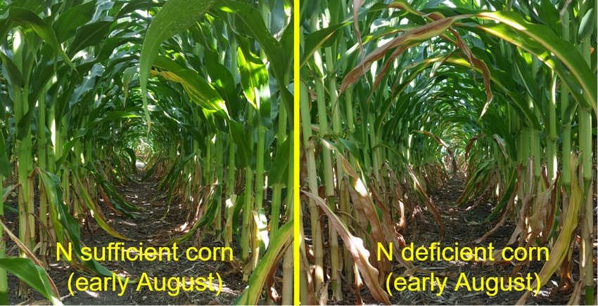 N-deficient-corn-comparision.png