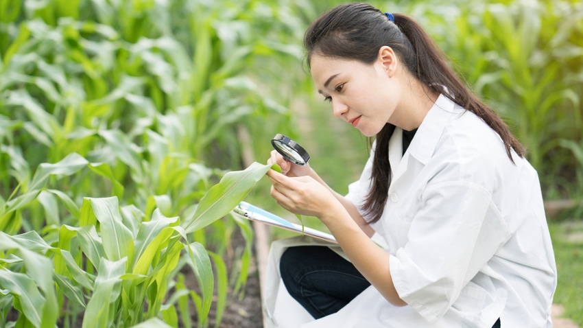 woman engineer examining plant leaf for disease