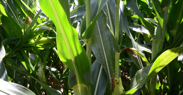 corn plant with speckled leaves