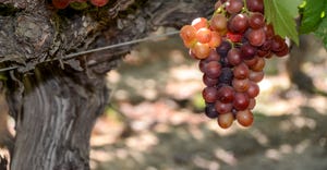 WFP_Todd_Fitchette_Table_Grapes-11.jpg