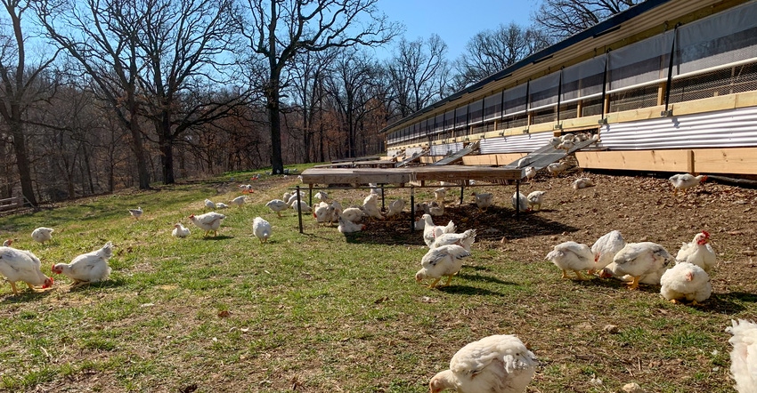 Broilers grown for Cooks Venture in Arkansas feed on grass just outside their houses