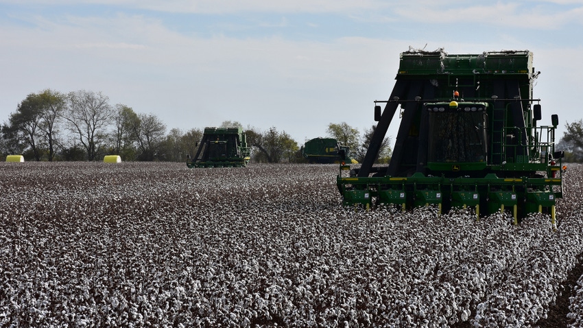 Cotton Harvest Scott