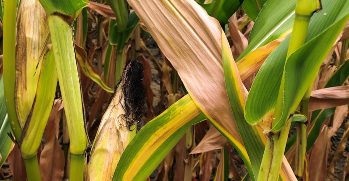 corn leaves showing signs of nitrogen loss