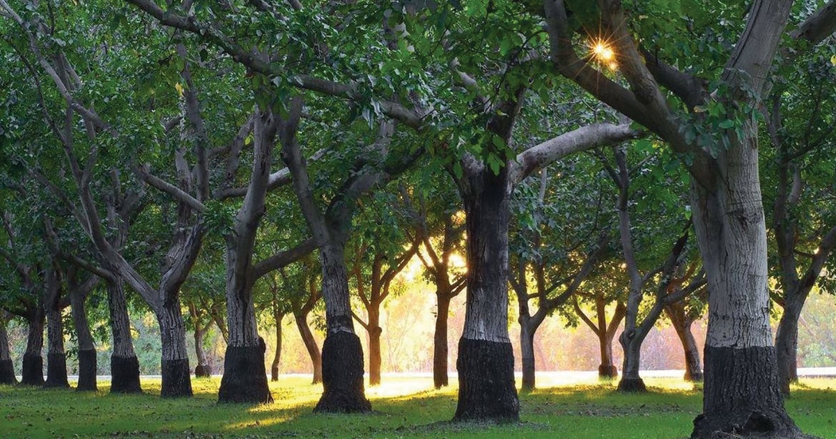 Report: U.S. walnut production could remain in check