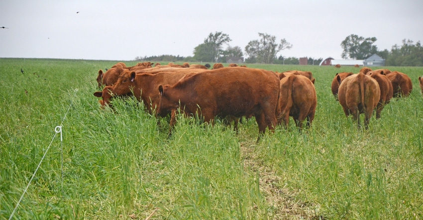 Cattle in field