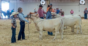 4-H members showing livestock at county fair