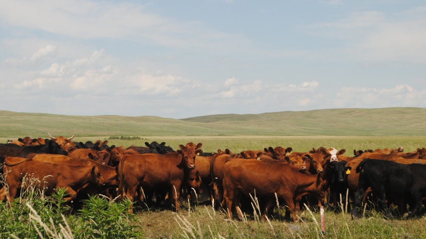 cattle in pasture