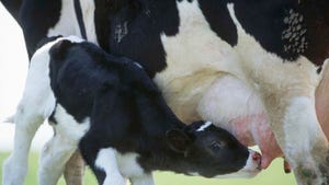 Holstein calf nursing on mother