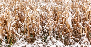 Mature rows of field corn covered with snow with woods in the background.