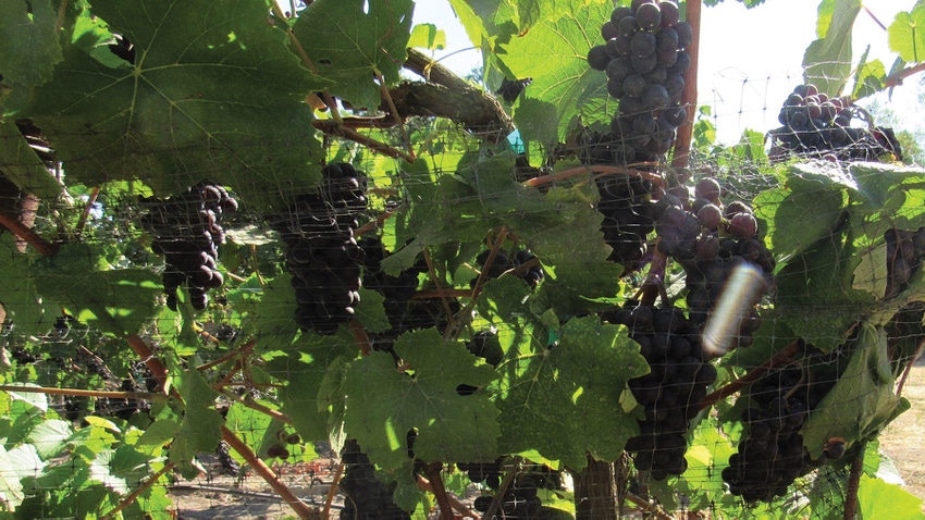 wine grapes on vine