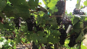 wine grapes on vine