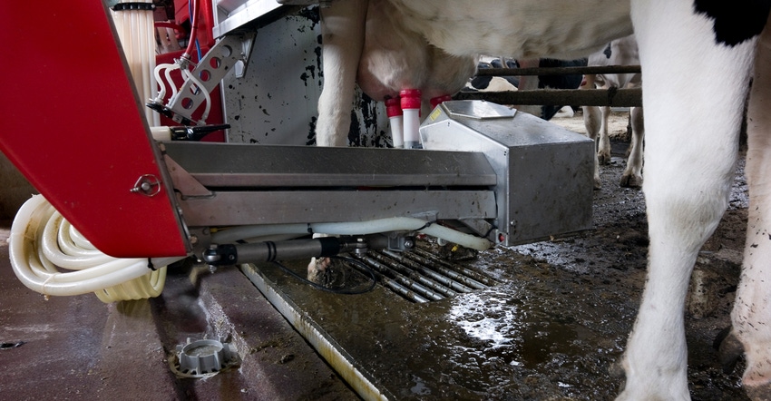 robotic milker milking cow