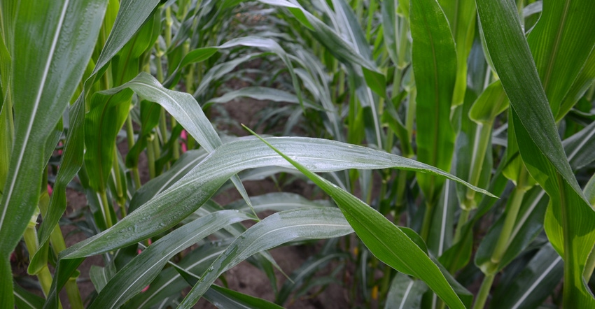 view inside a cornfield
