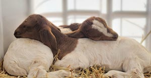 swfp-shelley-huguley-goats-pair-sleep.jpg