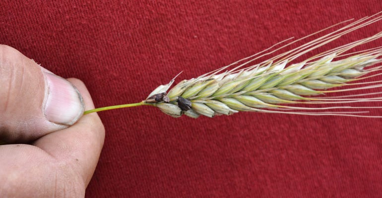 closeup hybrid rye seeds 