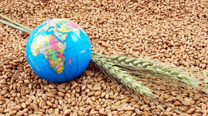 Watch for price rally in wheat as global production drops