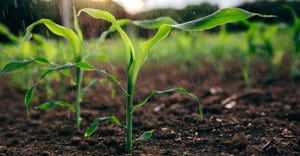 Rain on young corn field
