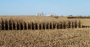 cornfield with grain bins in background