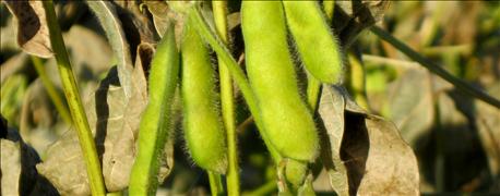 new_fast_easy_predict_soybeans_mature_1_636017521897282581.jpg