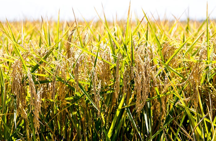 rice-harvest-2020_50248479536_o.jpg