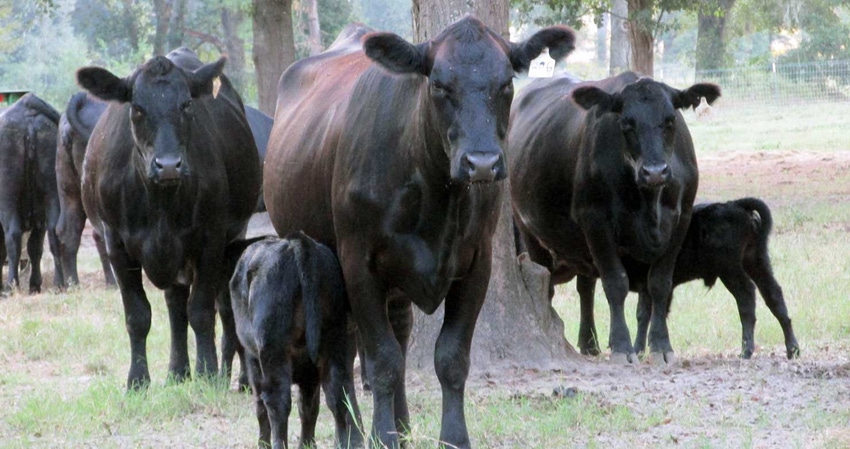 brad-haire-farm-calf-cow-5-a.jpg
