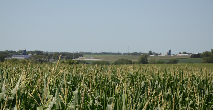 Corn field with farm in background