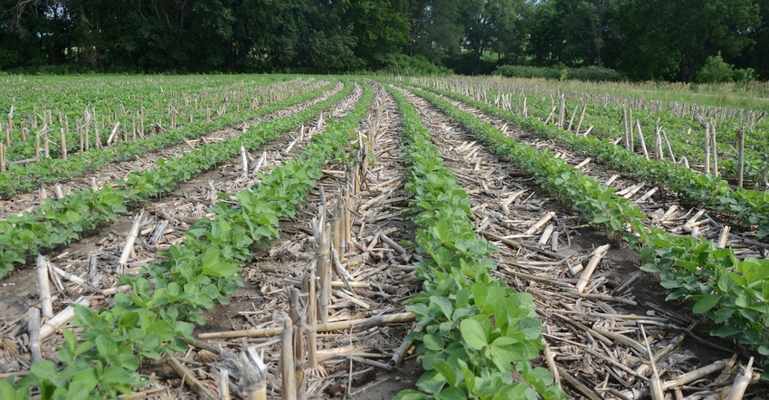 Soybeans in field