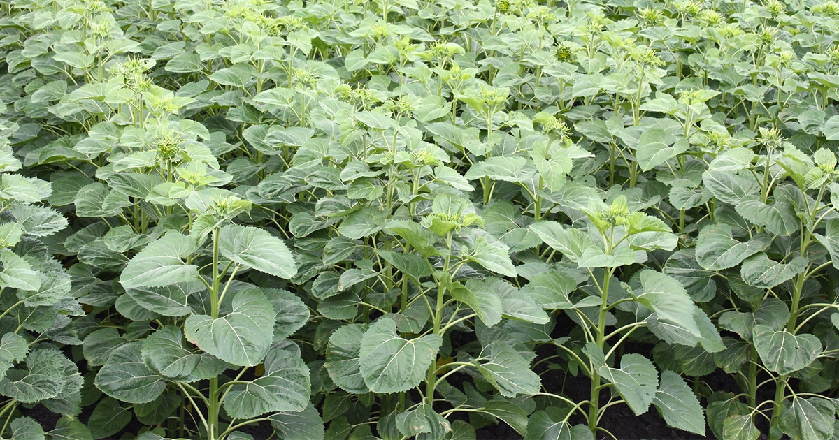 Sunflower prices down 10