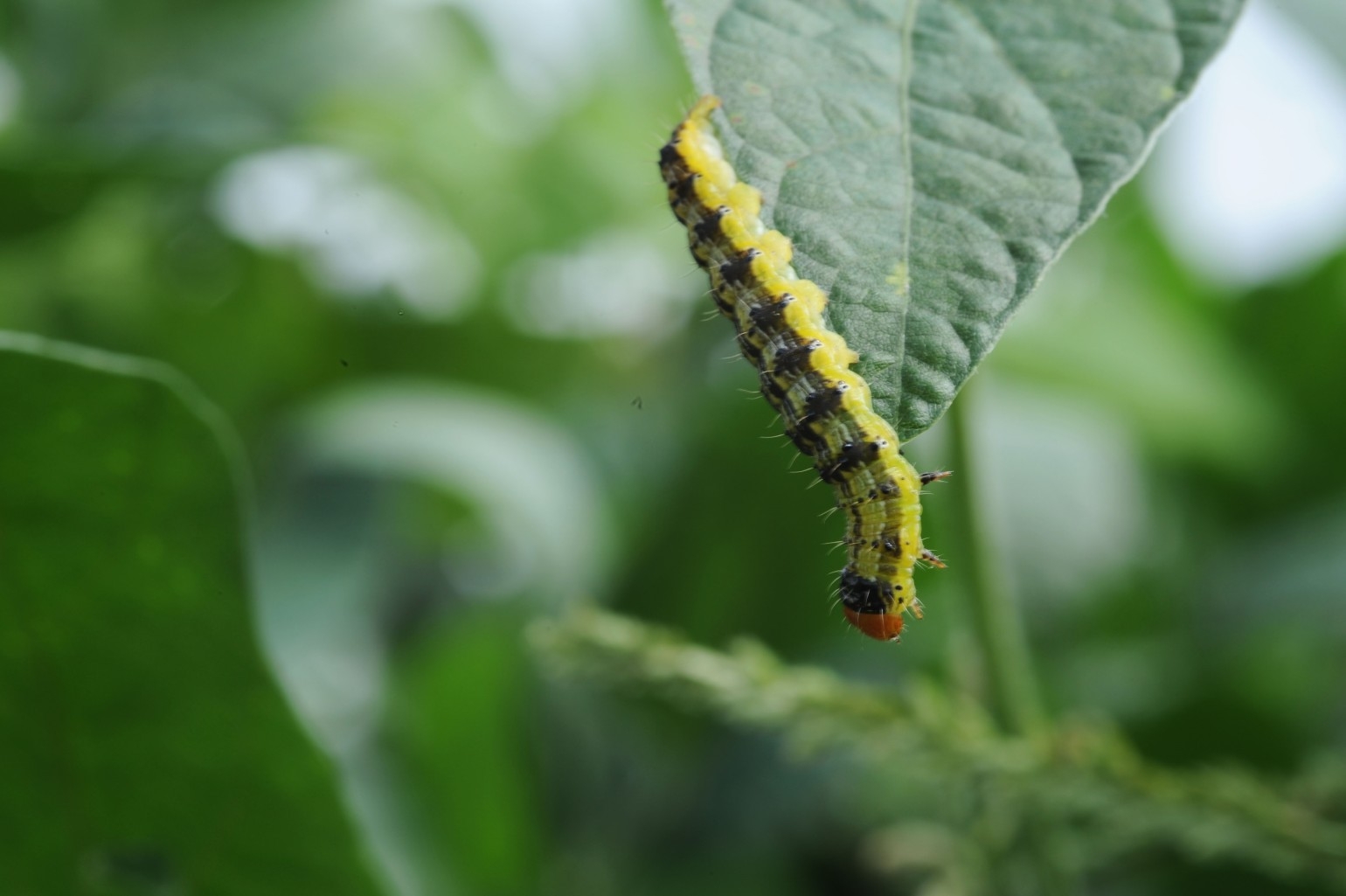 Mixing insecticidefungicide for corn earworm in beans losing strategy