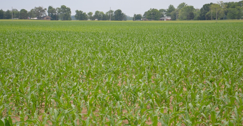 cornfield with young corn plants
