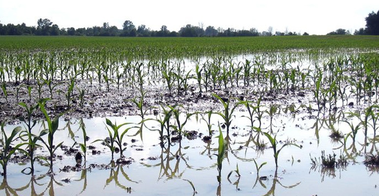 Flooded crops in field.